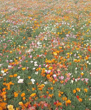 Load image into Gallery viewer, California Poppy "Thai Silk Mix"