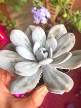 Load image into Gallery viewer, Echeveria Laui