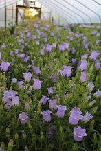 Load image into Gallery viewer, Canterbury Bells "Champion Lavender"