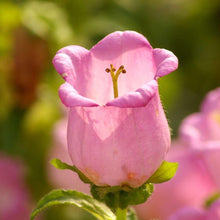 Load image into Gallery viewer, Canterbury Bells "Champion Pink"