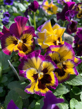 Load image into Gallery viewer, Pansy "Frizzle Sizzle Lemonberry"