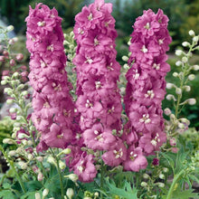 Load image into Gallery viewer, Delphinium elatum "Magic Fountains" Cherry Blossom-White Bee