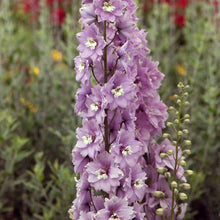 Load image into Gallery viewer, Delphinium elatum "Magic Fountains" Cherry Blossom-White Bee