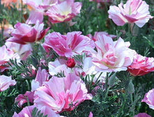 Load image into Gallery viewer, California Poppy "Thai Silk Appleblossom Chiffon"