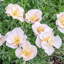Load image into Gallery viewer, California Poppy "Thai Silk Pink Champagne"