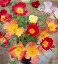 Load image into Gallery viewer, California Poppy "Thai Silk Mix"