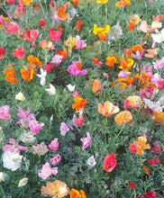Load image into Gallery viewer, California Poppy "Thai Silk Mix"