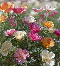 Load image into Gallery viewer, California Poppy "Thai Silk Mix"