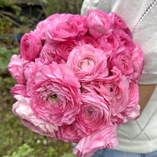Load image into Gallery viewer, Ranunculus Elegance "Rosa"