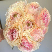 Load image into Gallery viewer, Ranunculus Romance "Maritime" - Terrace Garden France