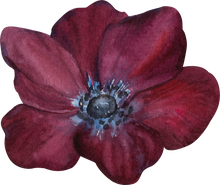 Load image into Gallery viewer, Anemone Meron &quot;Bordeaux Wine&quot;
