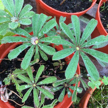 Load image into Gallery viewer, Oxalis Lasiandra