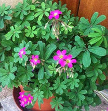 Load image into Gallery viewer, Oxalis Lasiandra