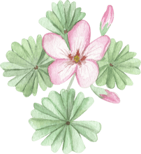 Load image into Gallery viewer, Oxalis Adenophylla