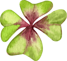 Load image into Gallery viewer, Oxalis Iron Cross