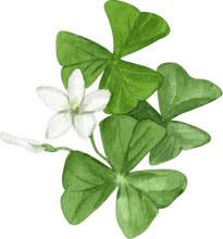 Load image into Gallery viewer, Oxalis Regnelli