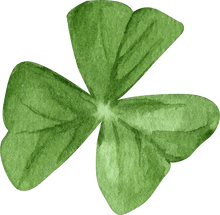 Load image into Gallery viewer, Oxalis Regnelli