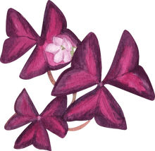 Load image into Gallery viewer, Oxalis Triangularis (Purple Shamrock)