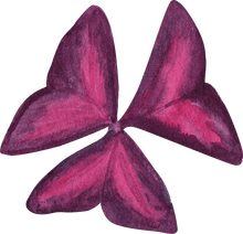 Load image into Gallery viewer, Oxalis Triangularis (Purple Shamrock)