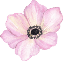 Load image into Gallery viewer, Anemone Galilée "Pastel" Mix