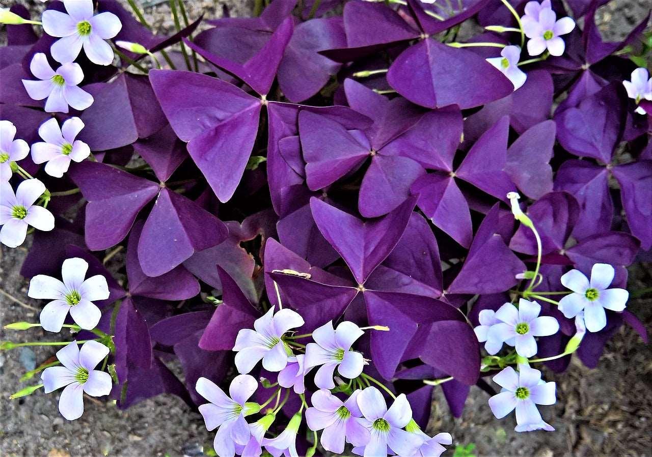 Oxalis Triangularis Mijke bulbs for sale | Buy purple shamrock, perennial  flowering houseplant