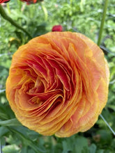 Load image into Gallery viewer, Ranunculus Elegance "Clementine"