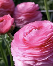 Load image into Gallery viewer, Ranunculus Elegance "Rosa"