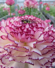 Load image into Gallery viewer, Ranunculus Elegance "Bianco Striato"