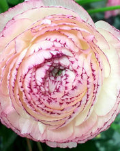 Load image into Gallery viewer, Ranunculus Elegance "Bianco Striato"