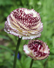 Load image into Gallery viewer, Ranunculus Elegance "Bianco Striato"