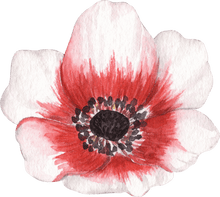 Load image into Gallery viewer, Anemone Jerusalem Red-White