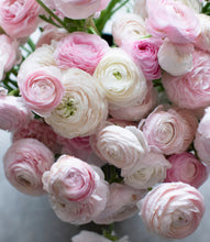 Load image into Gallery viewer, Ranunculus Amandine "Chamallow"