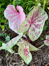 Load image into Gallery viewer, Caladium Seafoam Pink