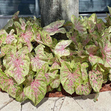 Load image into Gallery viewer, Caladium Seafoam Pink
