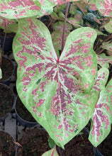 Load image into Gallery viewer, Caladium Seafoam Pink