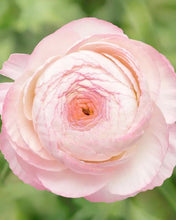 Load image into Gallery viewer, Ranunculus Elegance "Bianco Sfumato"