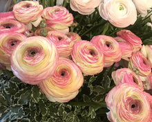 Load image into Gallery viewer, Ranunculus Elegance "Bianco Sfumato"