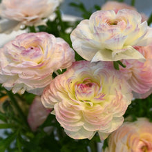 Load image into Gallery viewer, Ranunculus Elegance "Bianco Sfumato"