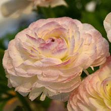 Load image into Gallery viewer, Ranunculus Elegance "Bianco Sfumato"
