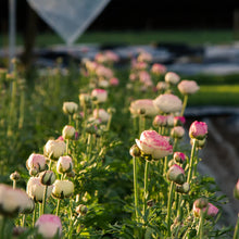 Load image into Gallery viewer, Ranunculus Elegance "Bianco Sfumato"