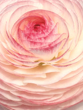 Load image into Gallery viewer, Ranunculus Elegance "Bianco Sfumato"