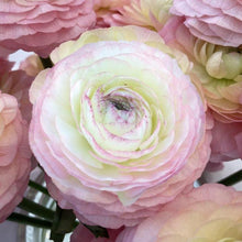 Load image into Gallery viewer, Ranunculus Elegance "Bianco Sfumato"