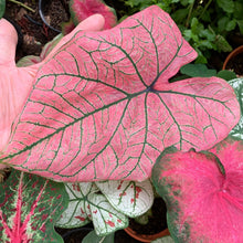 Load image into Gallery viewer, Caladium Spring Fling