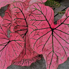 Load image into Gallery viewer, Caladium Spring Fling