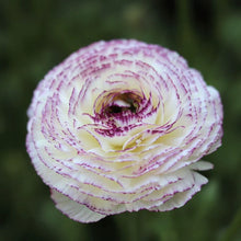 Load image into Gallery viewer, Ranunculus Elegance "Bianco Striato"