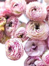 Load image into Gallery viewer, Ranunculus Elegance "Bianco Striato"
