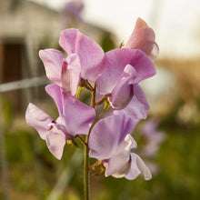 Load image into Gallery viewer, Sweet Pea 'Elegance' - Lavender