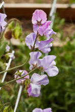 Load image into Gallery viewer, Sweet Pea 'Elegance' - Lavender