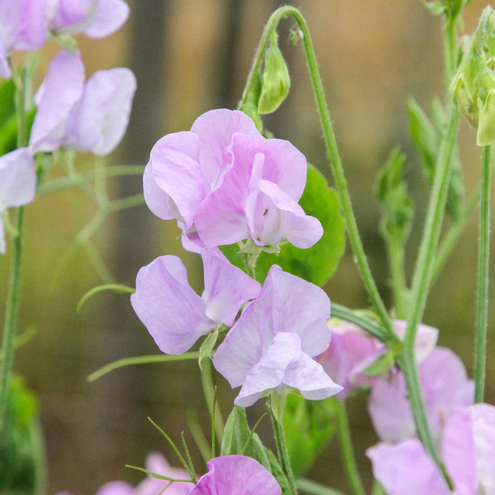 elegance purple lavender plant Sweet Pea Elegance Lavender