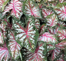 Load image into Gallery viewer, Caladium Tapestry